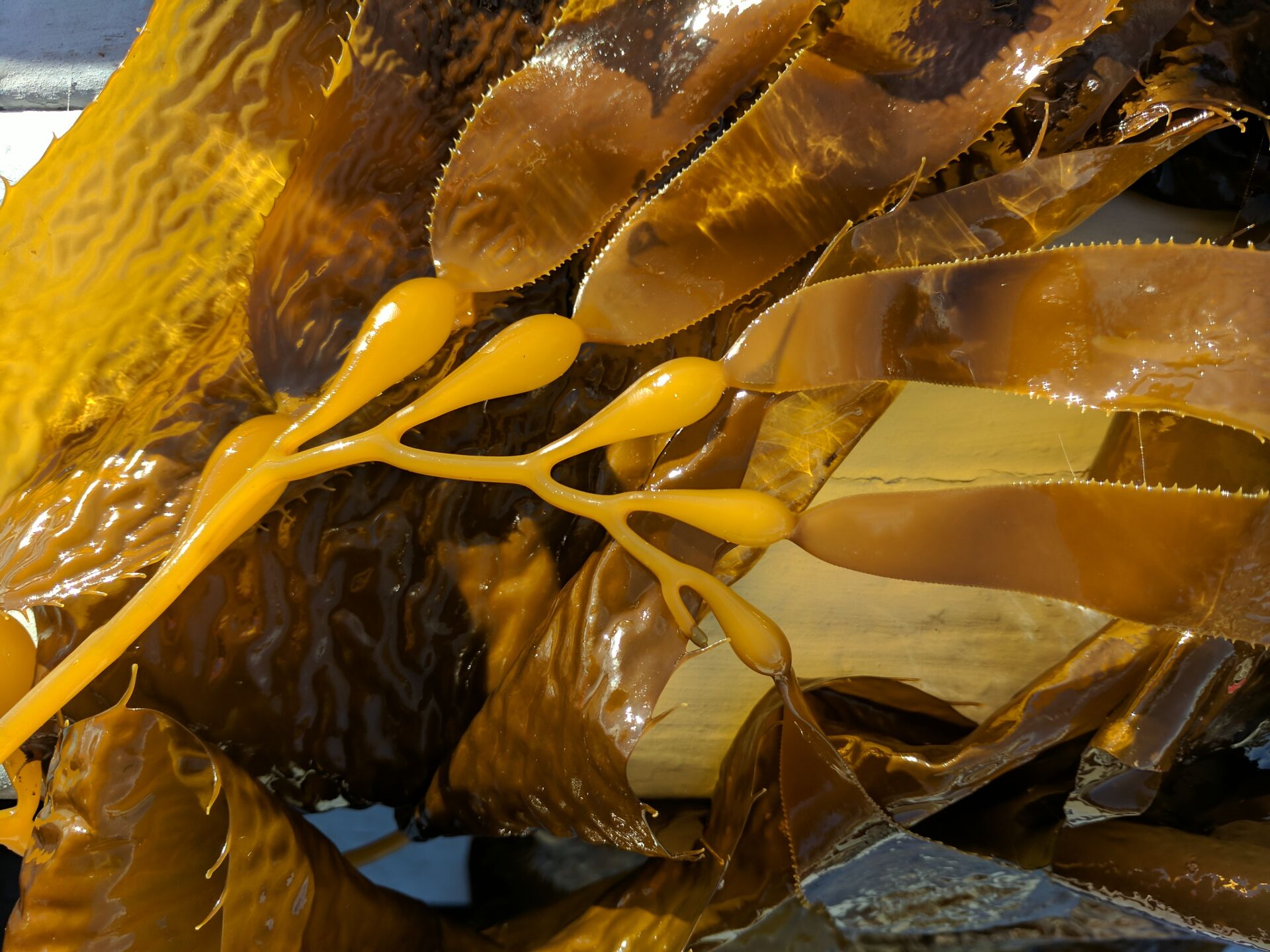 Image of seaweeds by Algebra Young