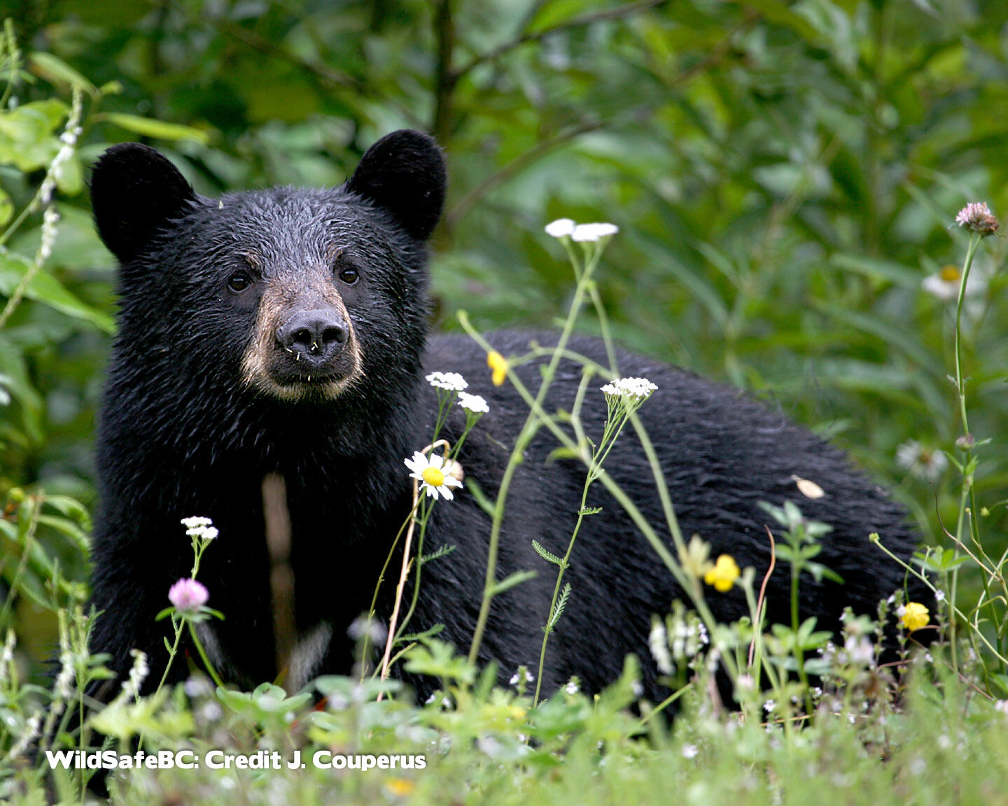 WildSafeBC Pacific Rim