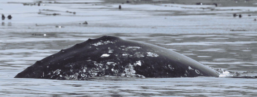 Marine Mammals of the West Coast Course - Raincoast Education Society