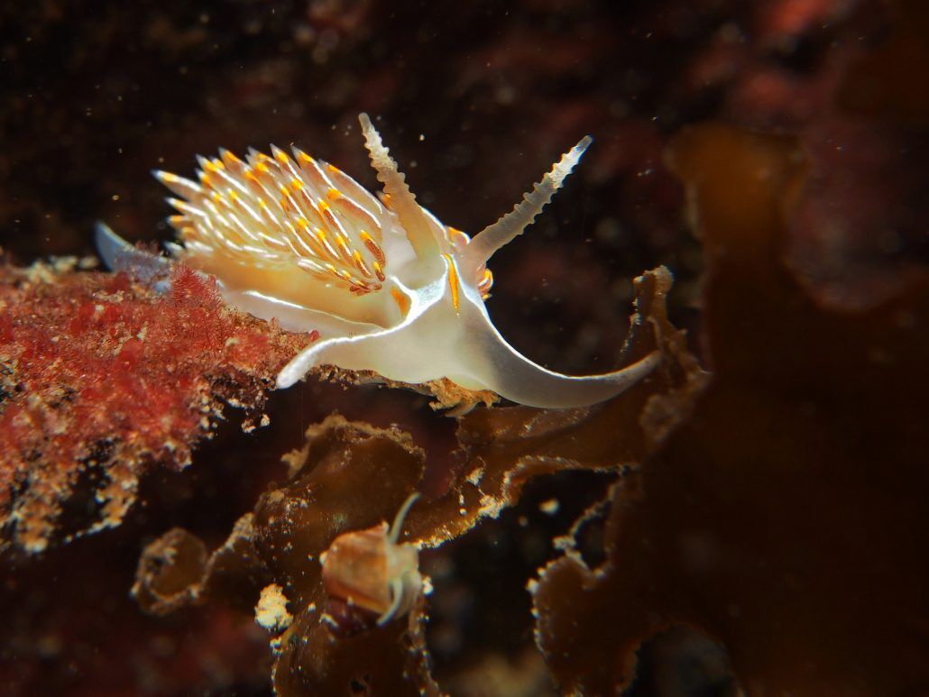 Marine Invertebrates of the West Coast Raincoast Education Society