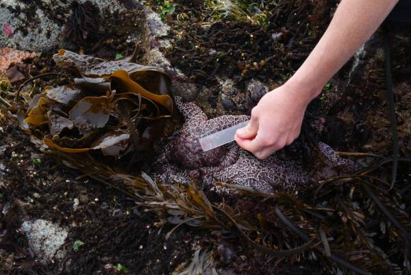SIMRS Redd Fish Sea Star Surveys