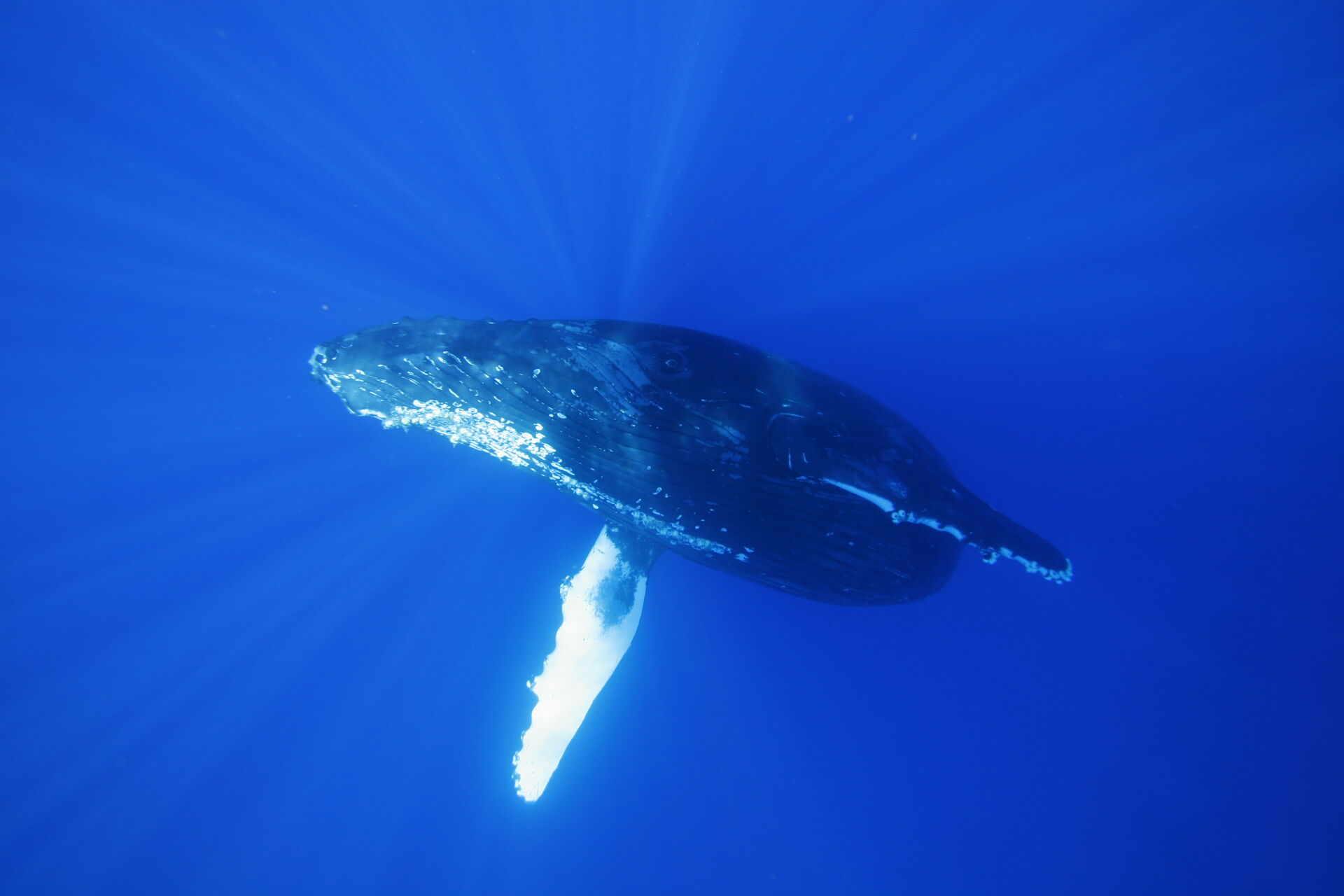  whale swimming beneath the ocean