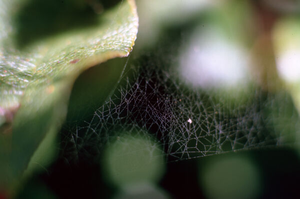spider web spread across leaves