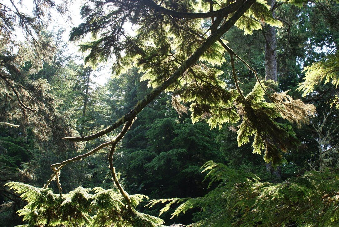Raincoast Education Society Speaker Series 2025 West Coast NEST