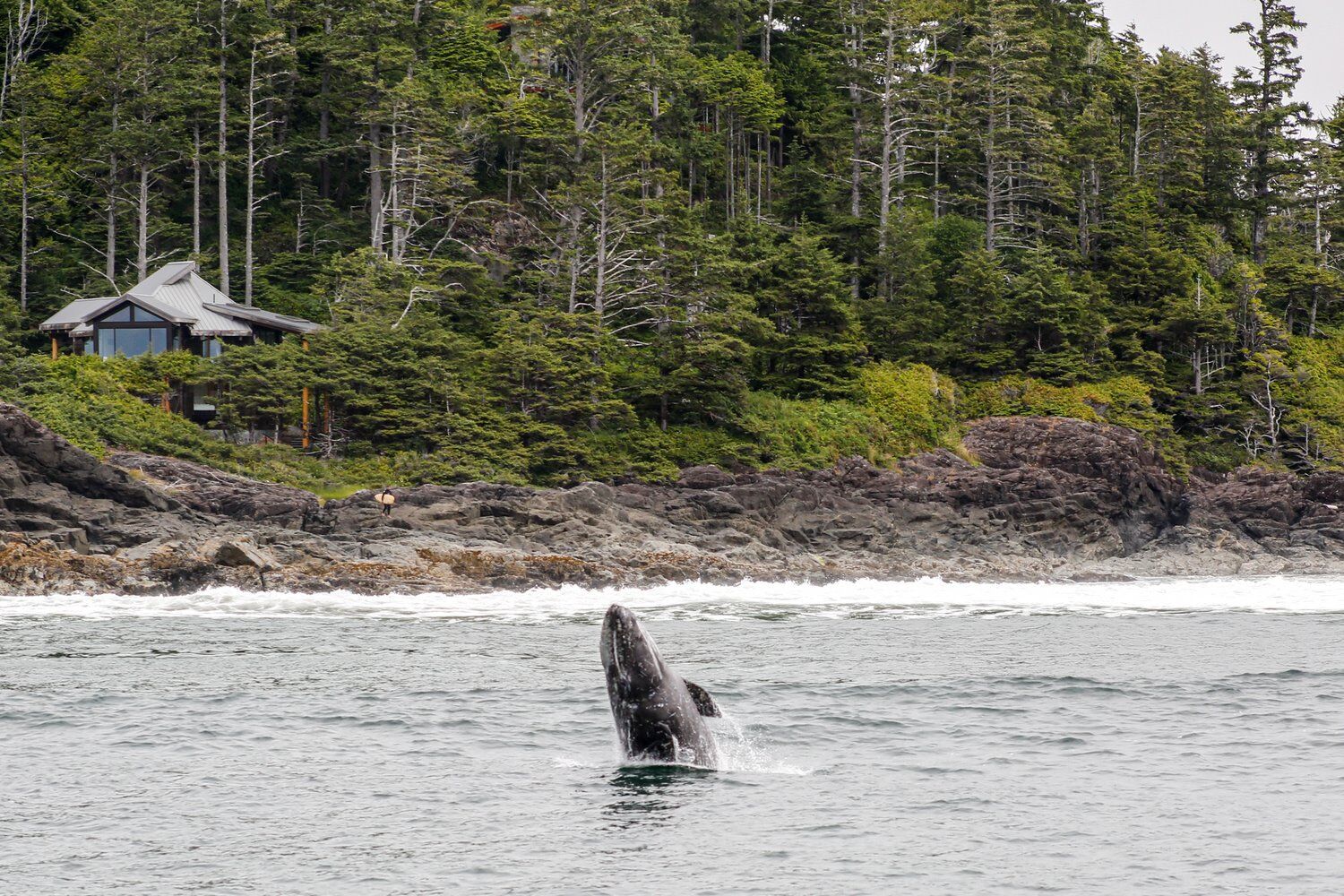Whale Spotting From Shore at Amphitrite Point - Pacific Rim Whale Festival 