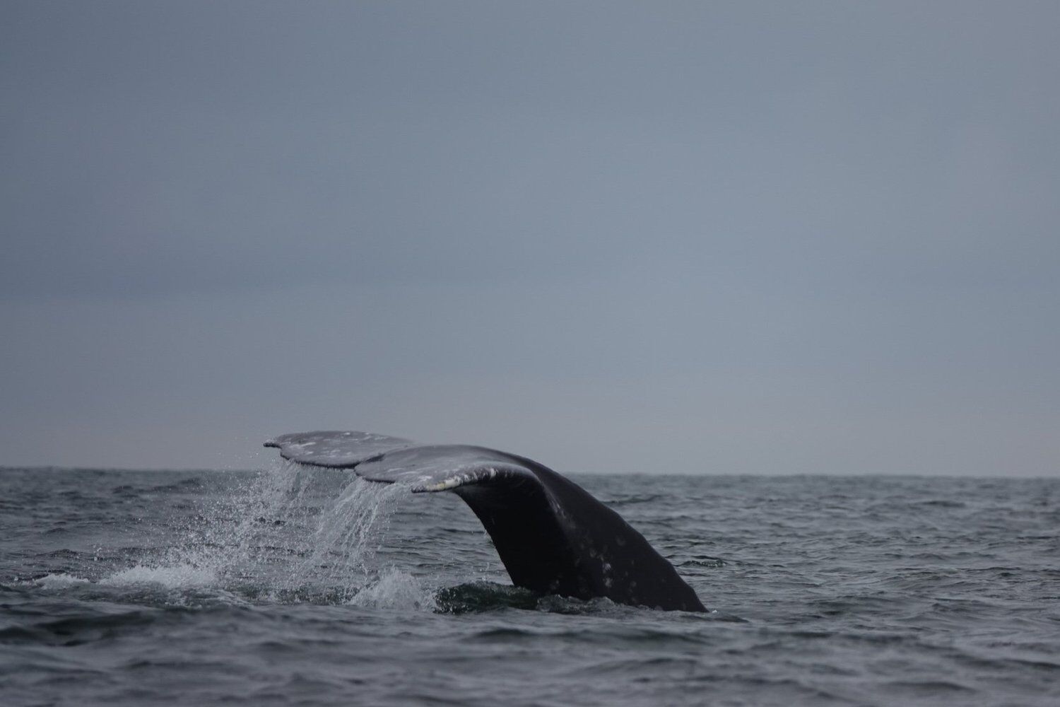 West Coast Guide Forum - Pacific Rim whale Festival 