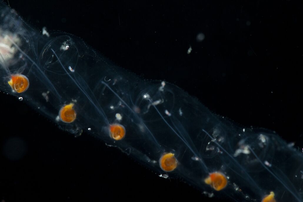2024 Speaker Series: Stranger Creatures - Salps & Pyrosomes- Raincoast Education society
