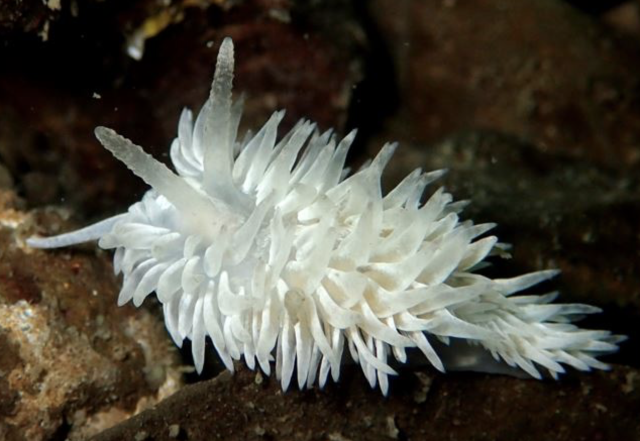 2024 Speaker Series: Stranger Creatures - Sea Slugs & Nudibranchs - Raincoast Education society