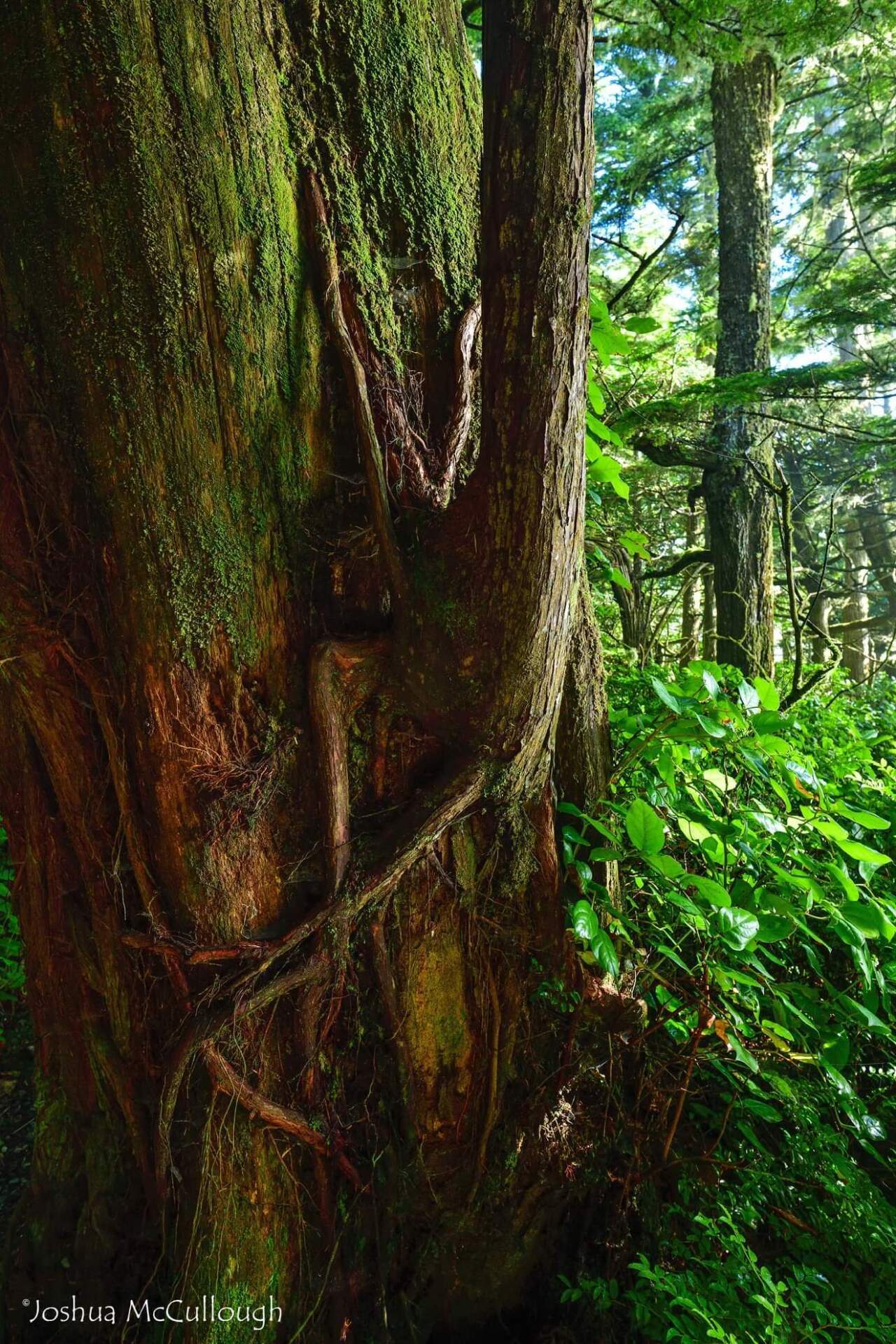 Wild Pacific Trail Society Guided tree Walk