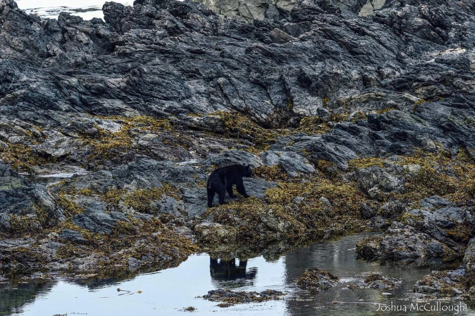 WildSafeBC Wild pacific trail