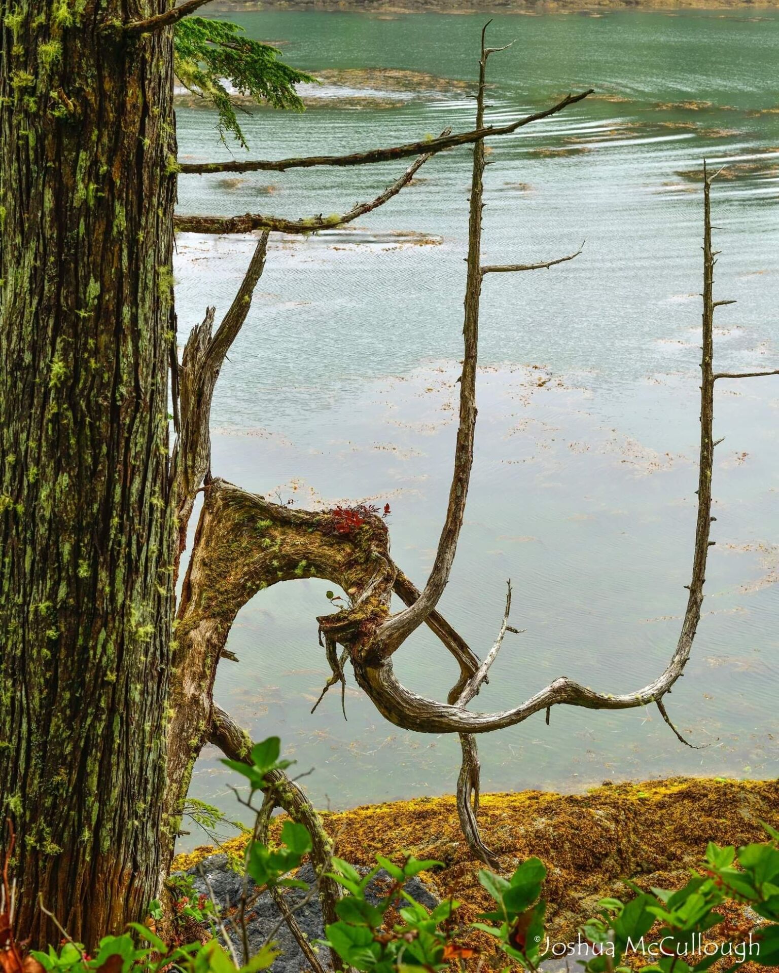 Joshua McCullough Bog Loop