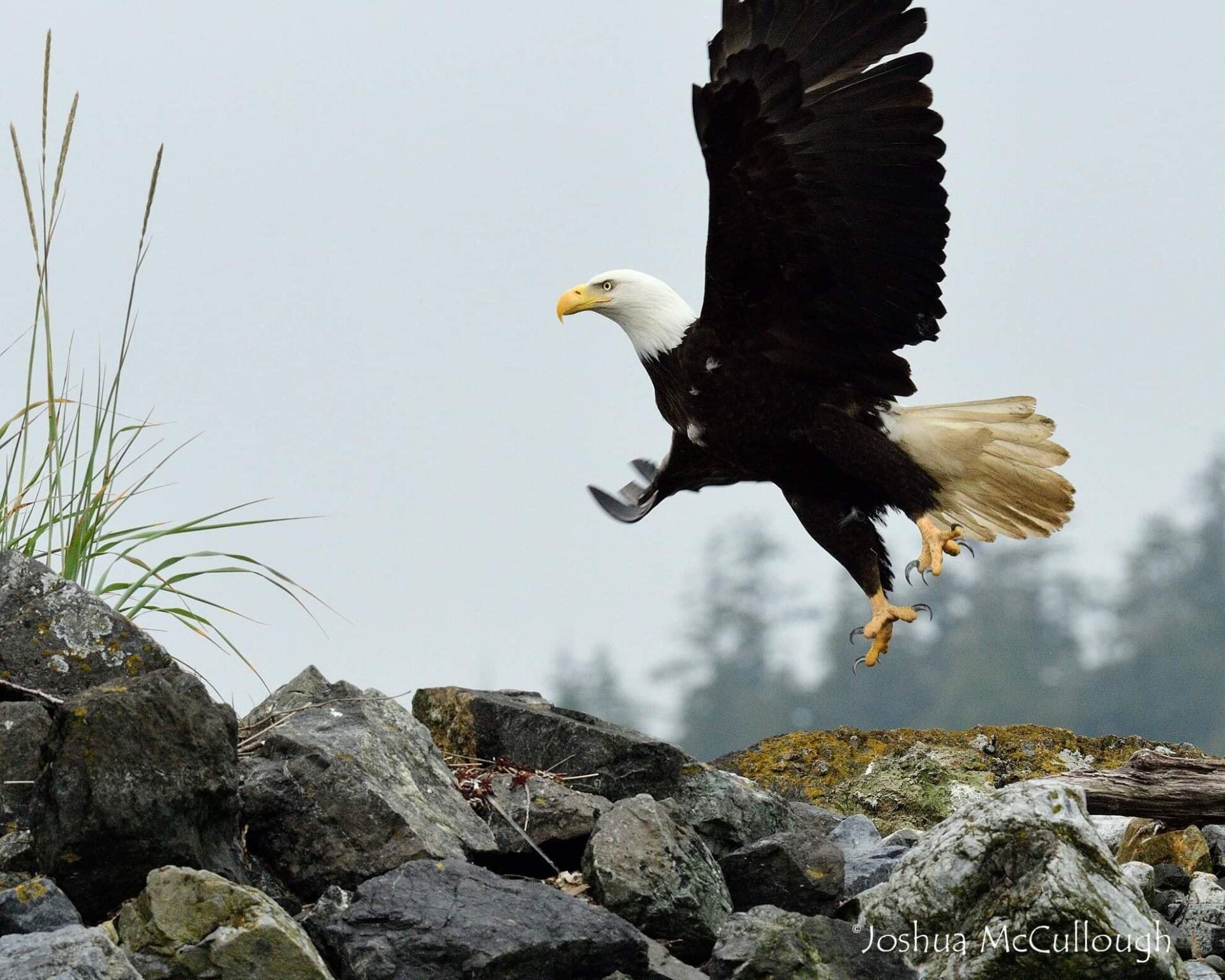 Joshua McCullough Eagle Walk Wild Pacific Trail