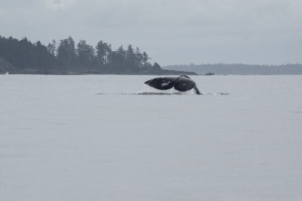 Pacific Rim Whale Festival 2025 West Coast NEST