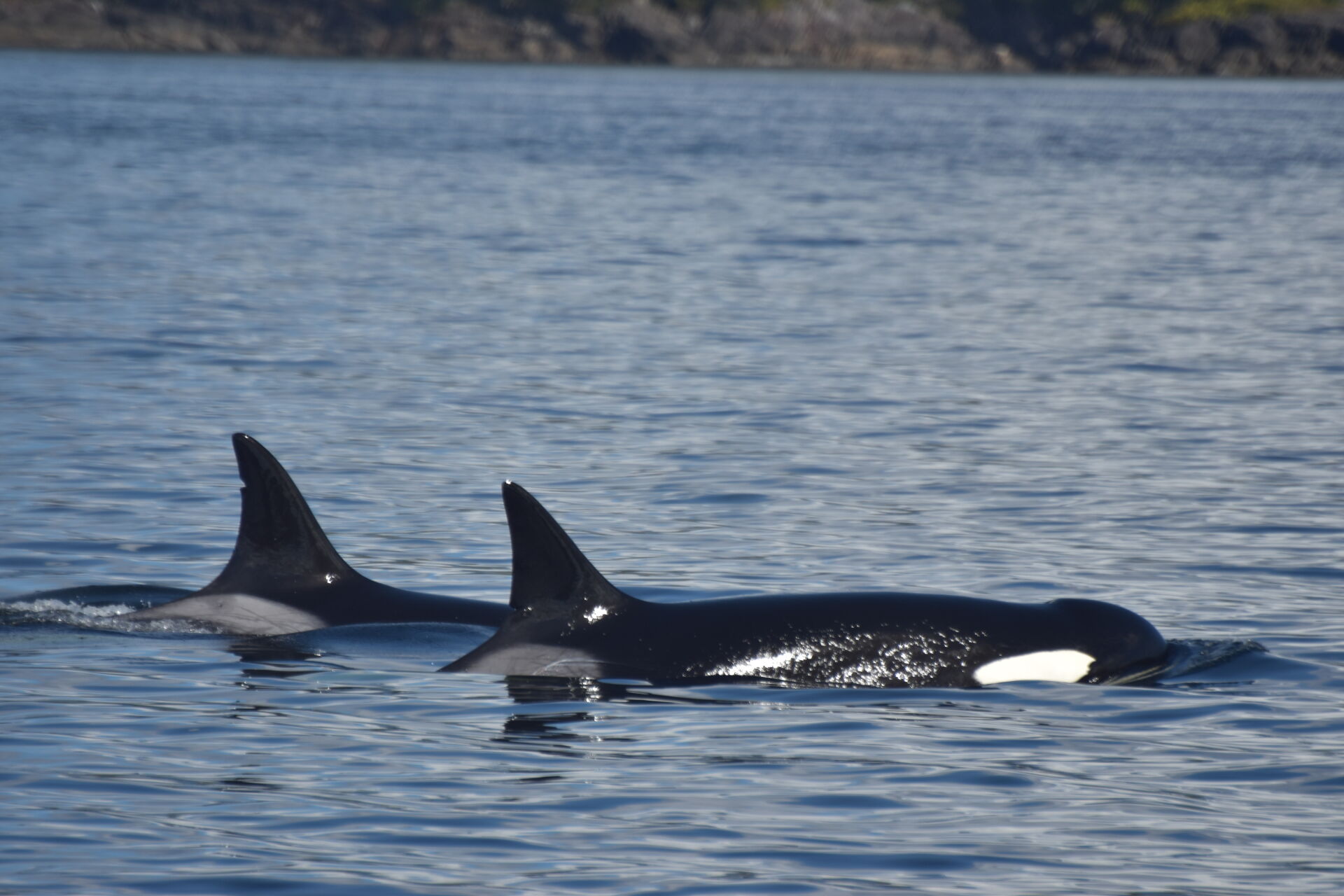 Southern Resident Killer Whales Talk Pacific Rim Whale Festival 