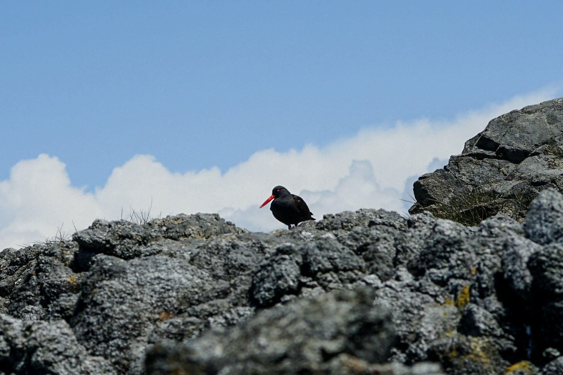 Black Oyster Catcher Raincoast Education Society