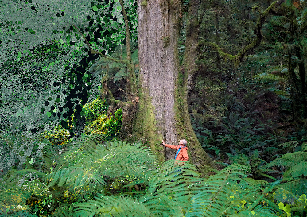Earth Day Movie The Giants Clayoquot Action