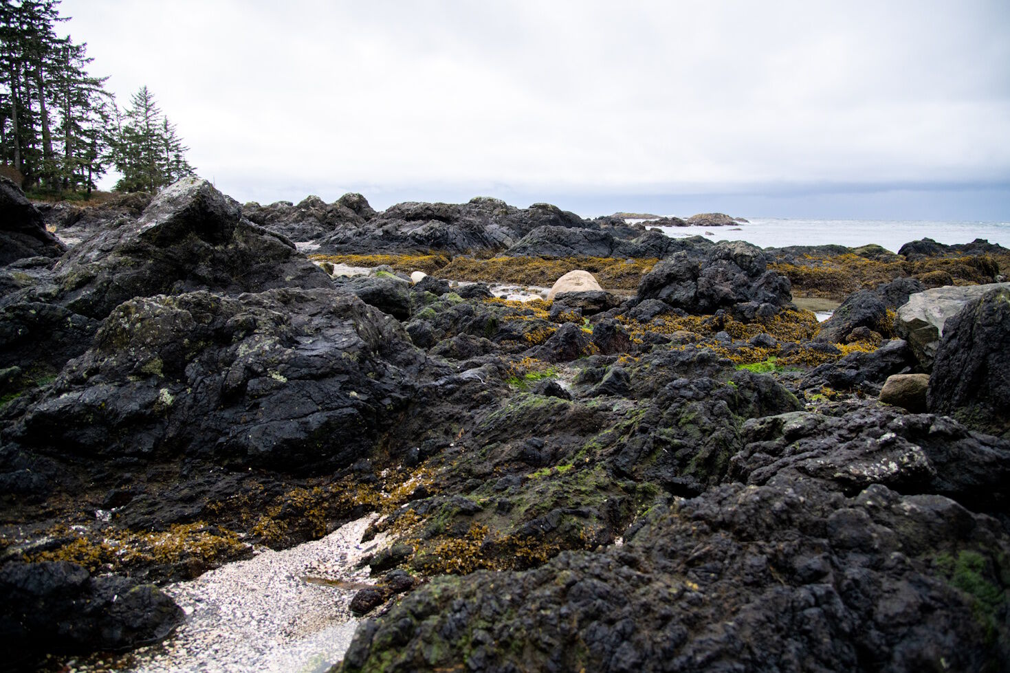 Ucluelet Aquarium Speaker Series Rock Talk West Coast NEST