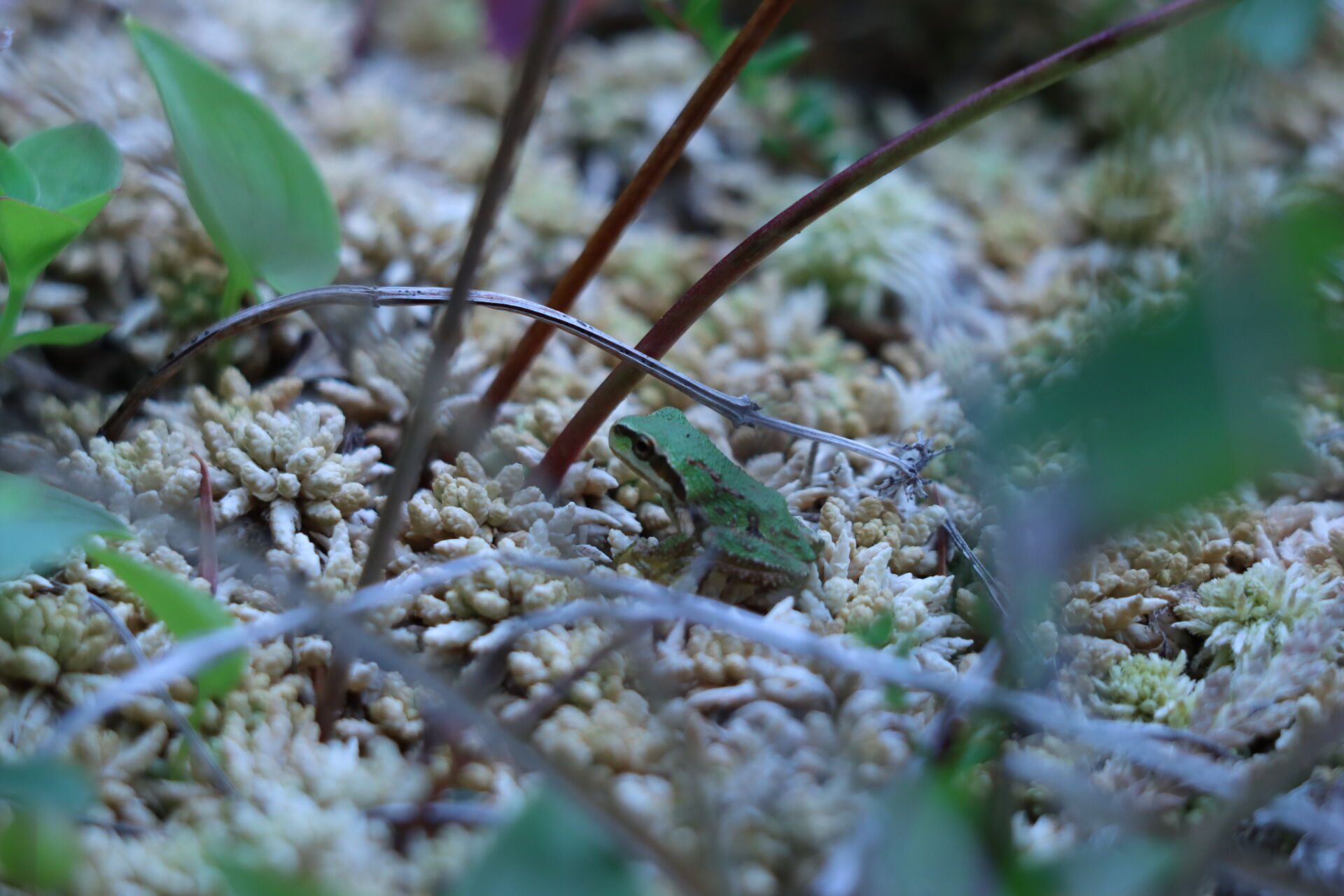 Biodiversity Discovery Days West Coast NEST Clayoquot Biosphere Trust