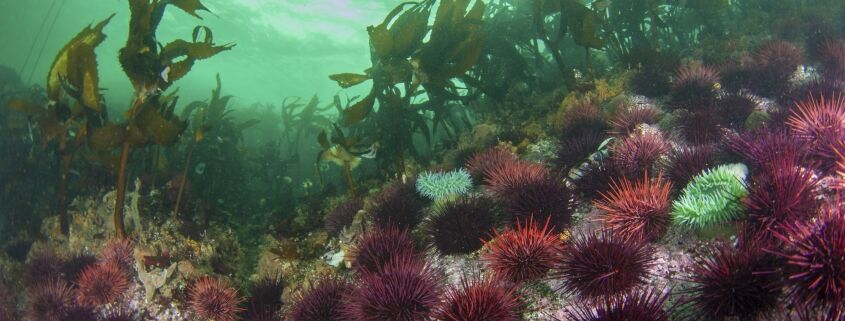 Ambassador Program Marine Ecology Raincoast Education Society
