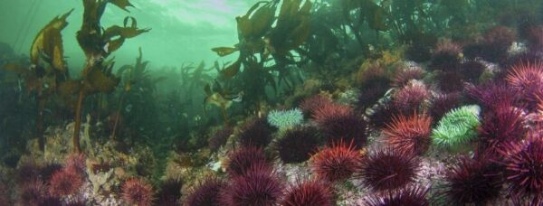 Ambassador Program Marine Ecology Raincoast Education Society