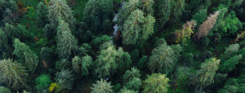 Coastal Raincoast Ecology in Ucluelet West Coast Ambassador Program Raincoast Education Society West Coast NEST
