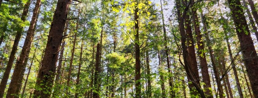 Coastal Raincoast Ecology in Ucluelet West Coast Ambassador Program Raincoast Education Society West Coast NEST