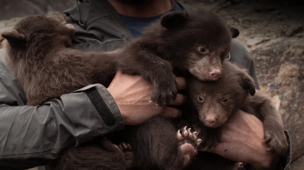 Bears of durango Movie Screening in Ucluelet with WildSafeBC