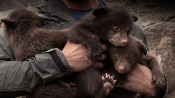 Bears of durango Movie Screening in Ucluelet with WildSafeBC