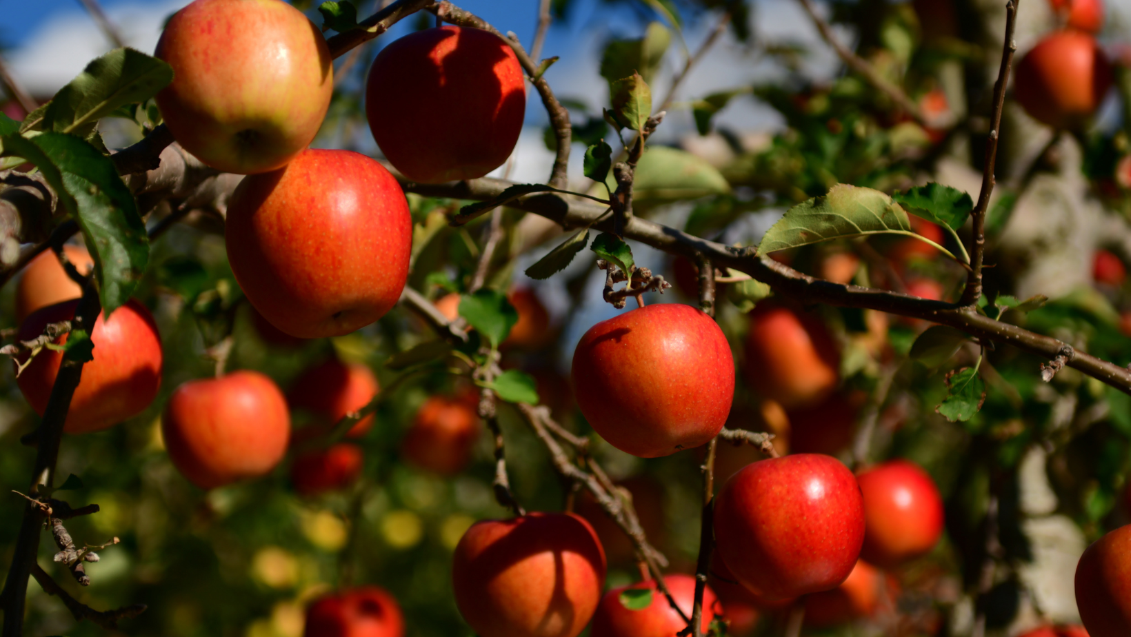 Tofino Community Initiative Fruit tree pruning and grafting workshop