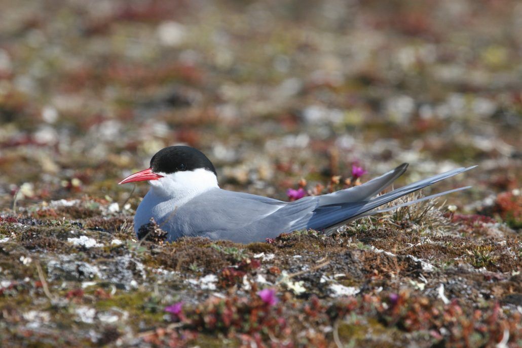 Arctic Turns with Dr. Mark Mallory Raincoast Education Society Speaker Series