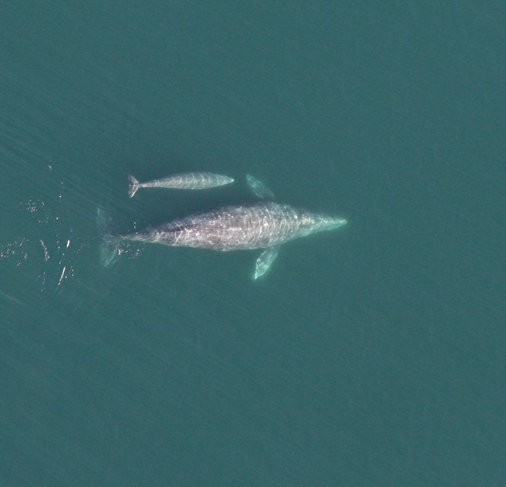 Gray Whales with Dr. Aimée Lang Raincoast Education Society Speaker Series