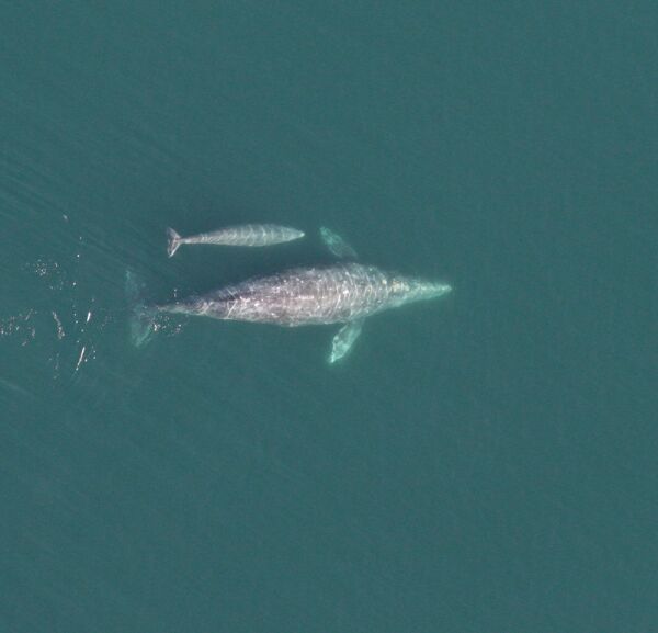Gray Whales with Dr. Aimée Lang Raincoast Education Society Speaker Series