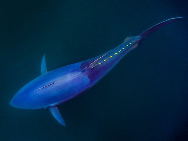 Bluefin Tuna with Dr. Michael Stokesbury