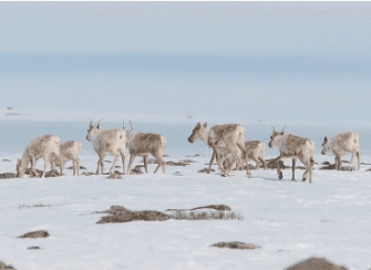 Caribou Migrations with Dr. Conor Mallory