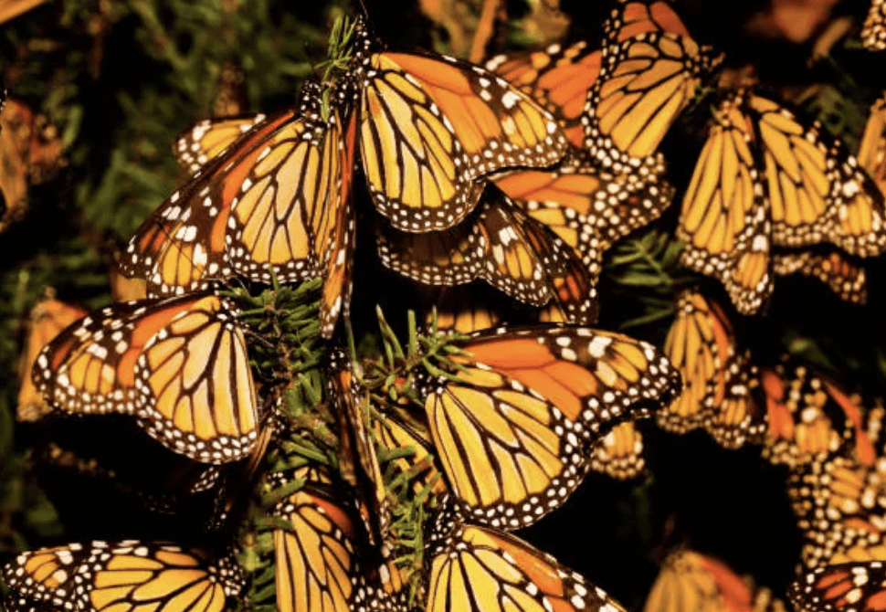 Monarch Butterfly Migrations with Dr. Gregory Mitchell