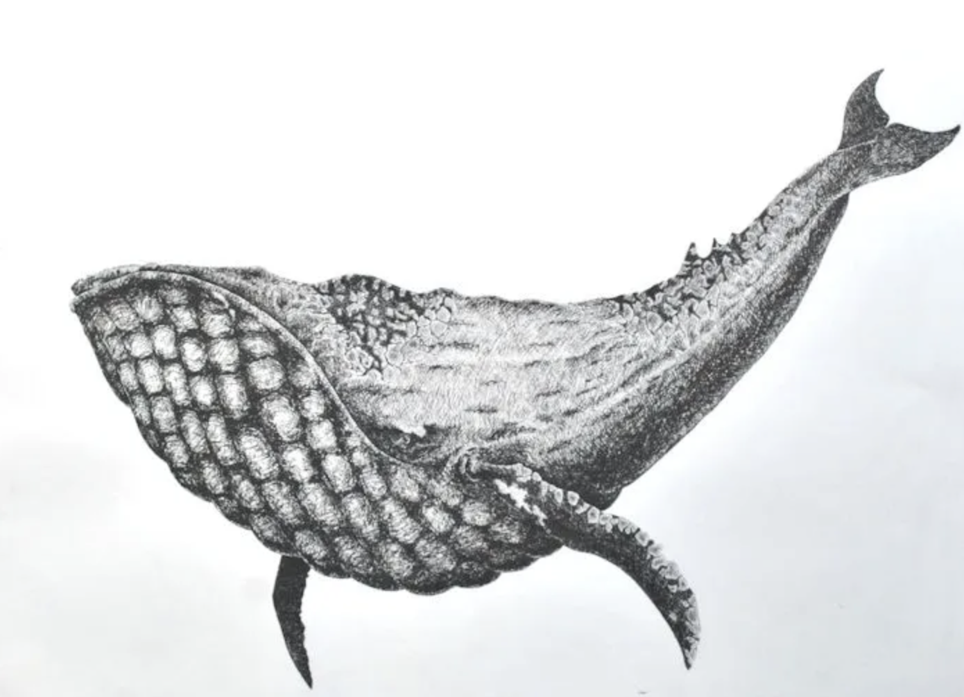 Drawing what you sea - Tofino Arts Council