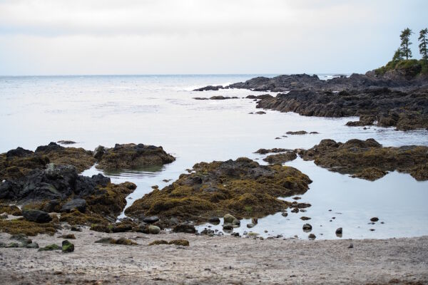 Big Beach Nature Journaling Pacific Rim Whale Festival