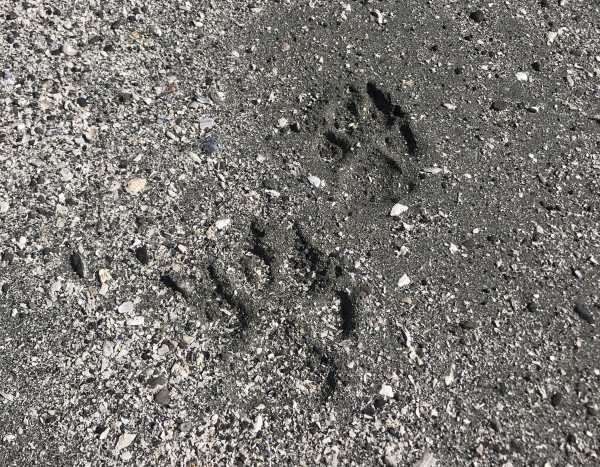 Nature Journaling Animal Signs Pacific Rim Whale Festival