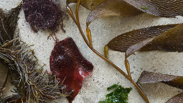 Ucluelet Aquarium Seaweed Festival