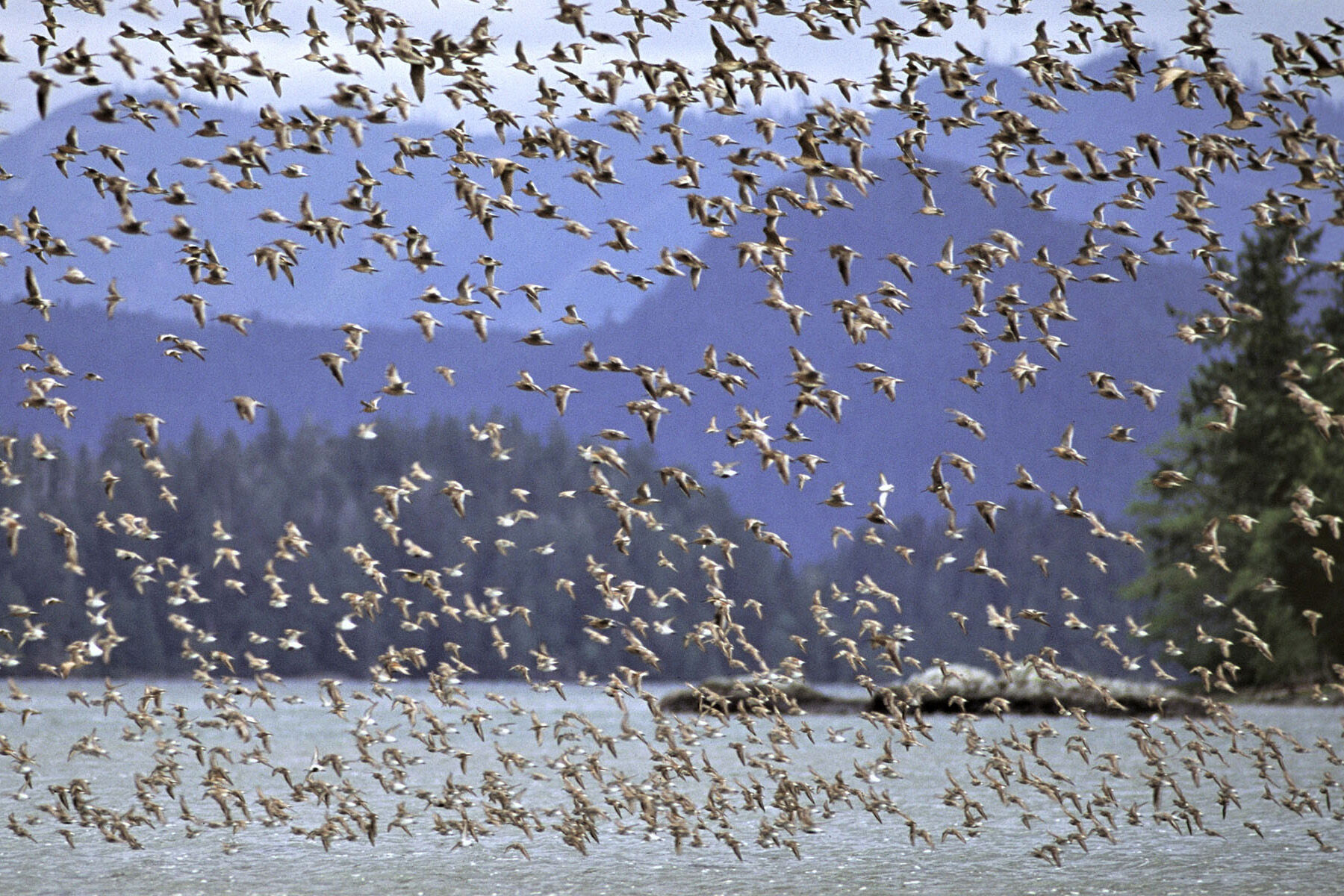 Shorebird Festival Raincoast Education Society West Coast NEST