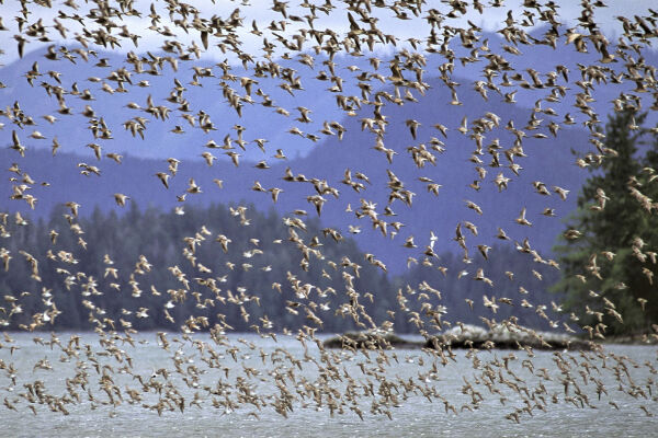 Shorebird Festival Raincoast Education Society West Coast NEST