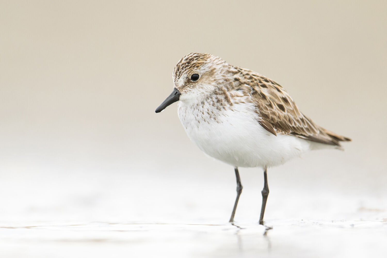 Shorebird Festival Raincoast Education Society West Coast NEST