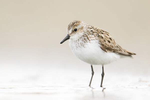Shorebird Festival Raincoast Education Society West Coast NEST