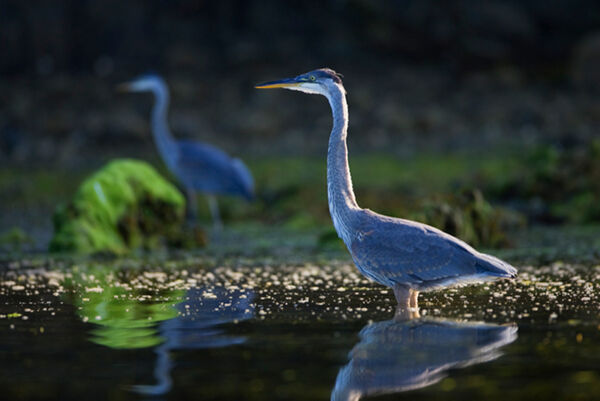 Shorebird Festival Raincoast Education Society West Coast NEST