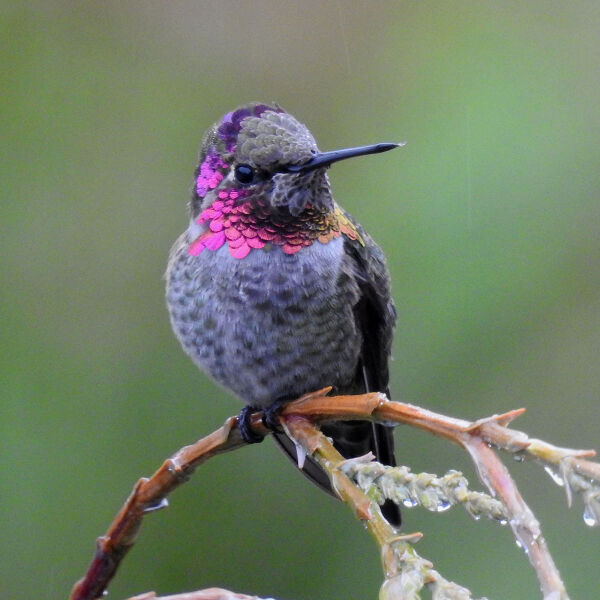 Shorebird Festival Raincoast Education Society West Coast NEST