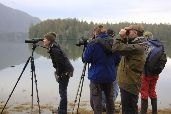 Shorebird Festival Raincoast Education Society West Coast NEST