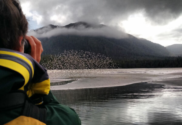 Shorebird Festival Raincoast Education Society West Coast NEST