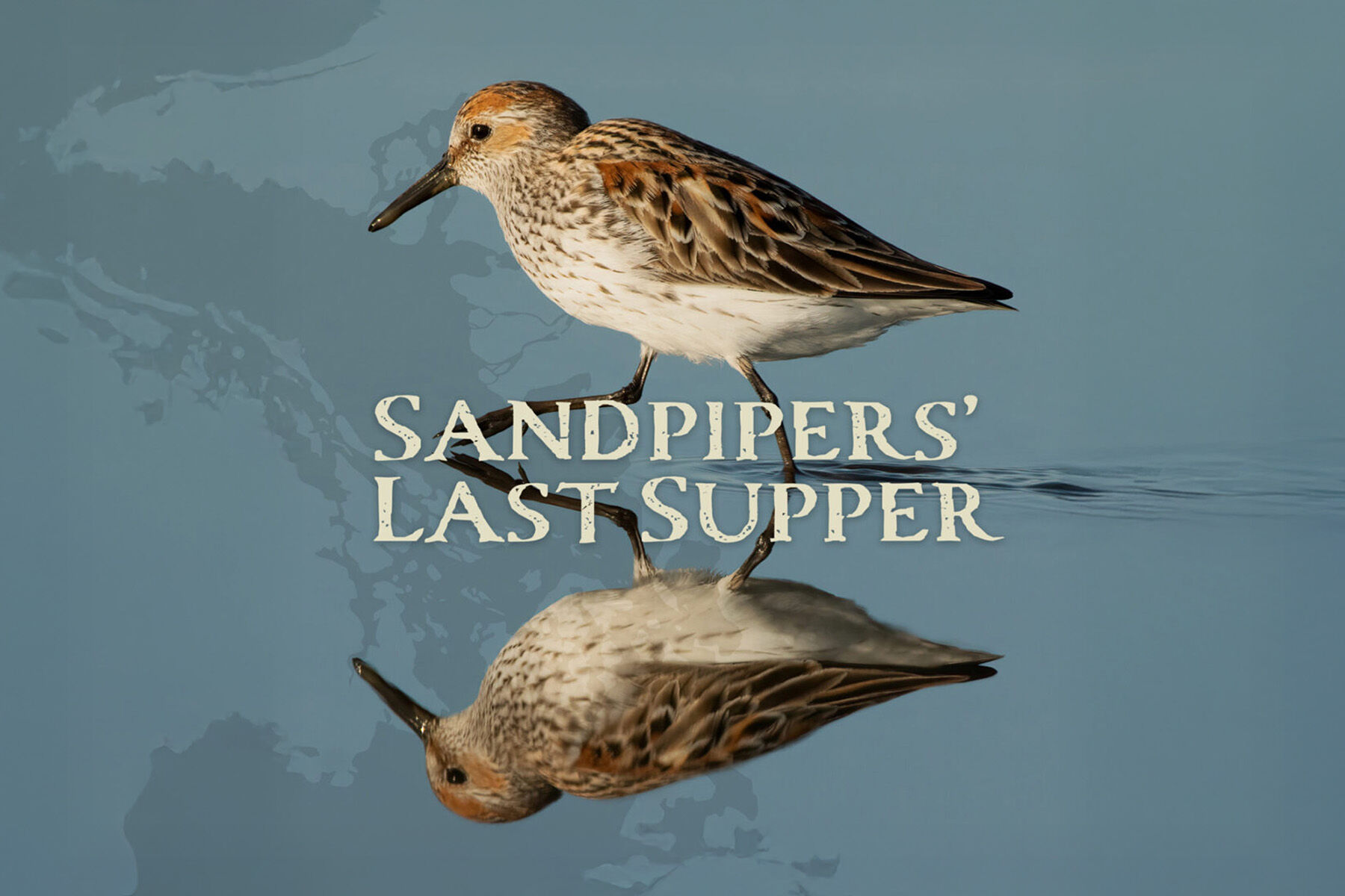 Shorebird Festival Raincoast Education Society West Coast NEST