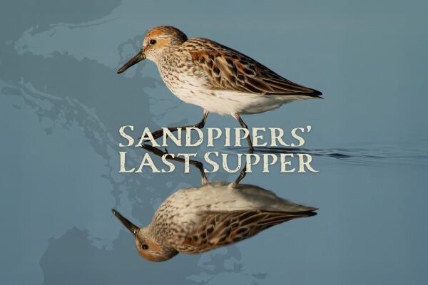 Shorebird Festival Raincoast Education Society West Coast NEST