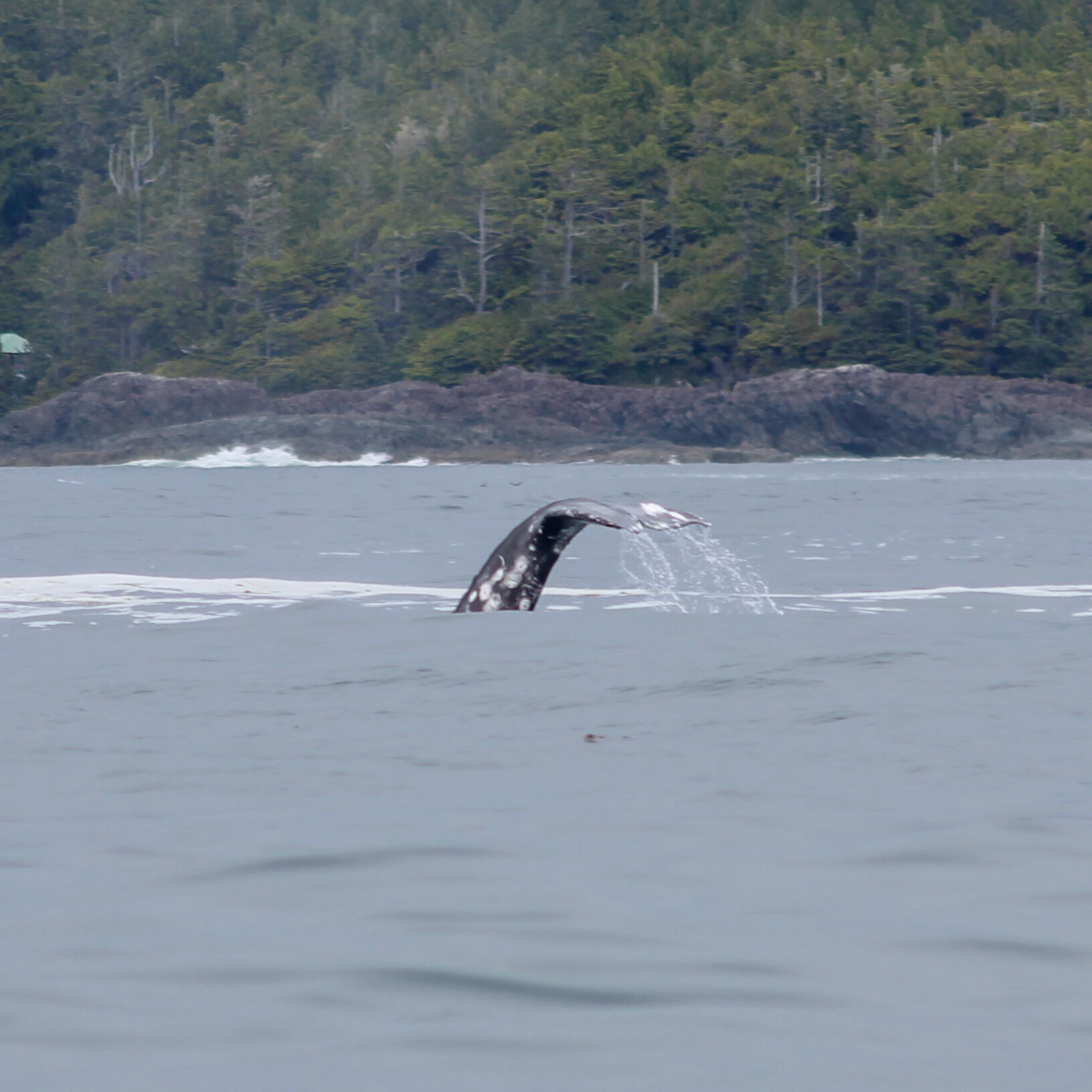 Nicole photo of whale tail clayoquot